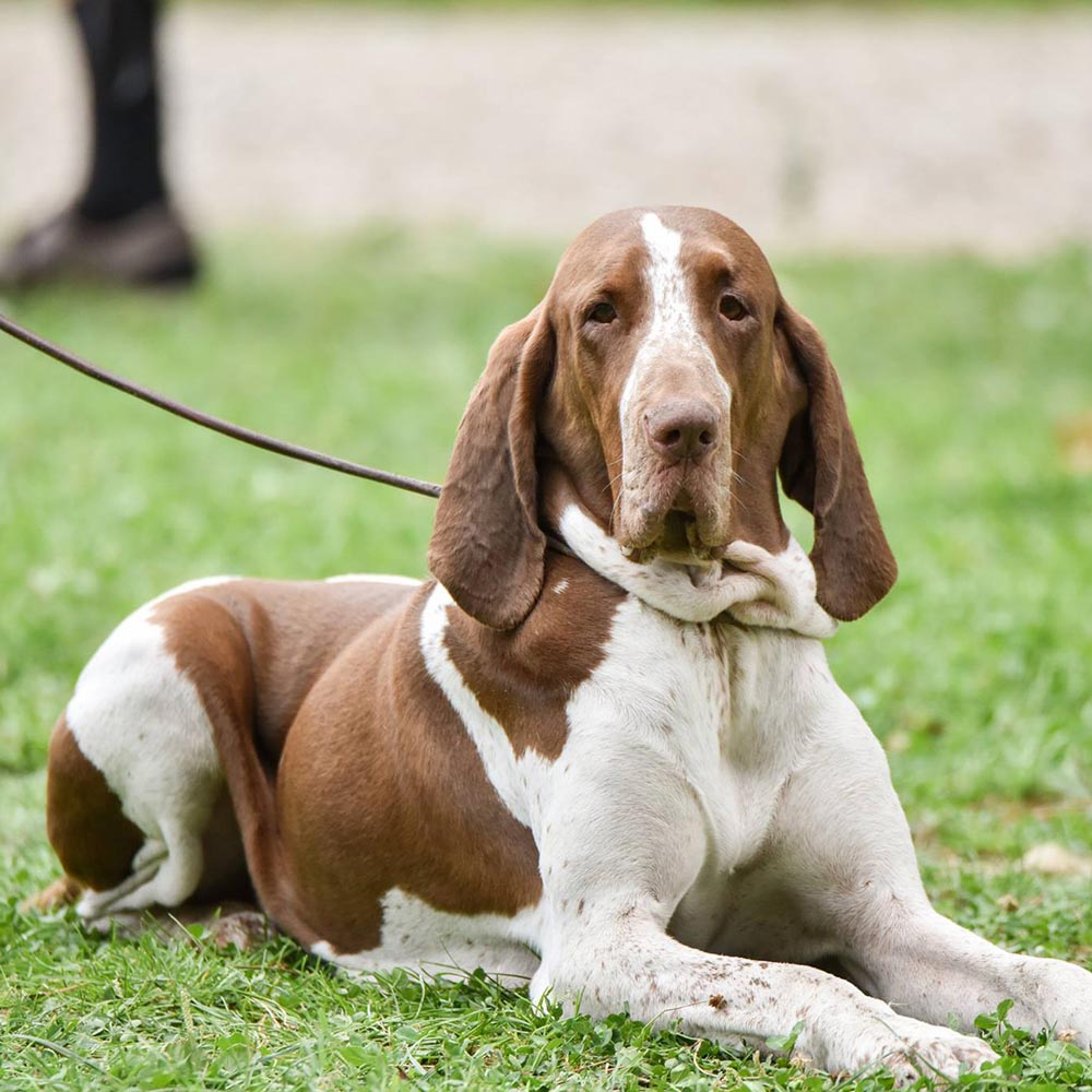 RADUNO MONDIALE DEL BRACCO ITALIANO